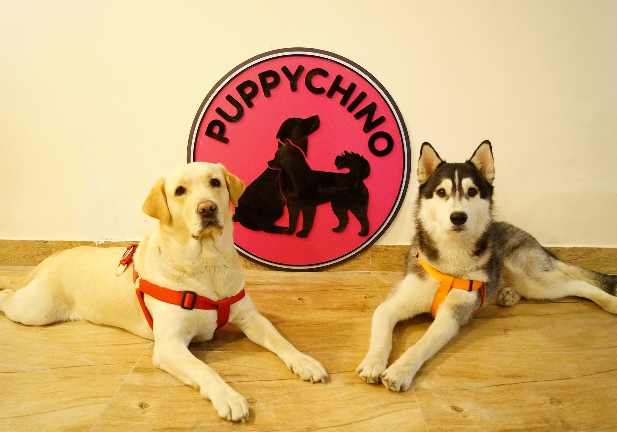puppychino dog cafe new delhi
