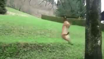 swinging dog from tree