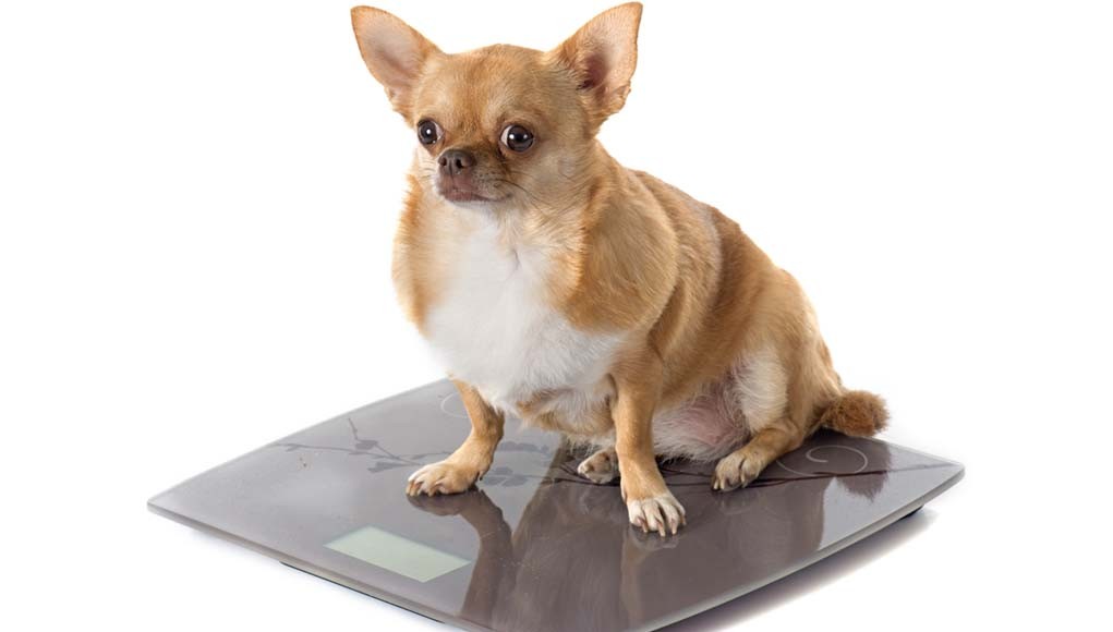 Helping-Your-Overweight-Dog-Lose-Weight chihuahua
