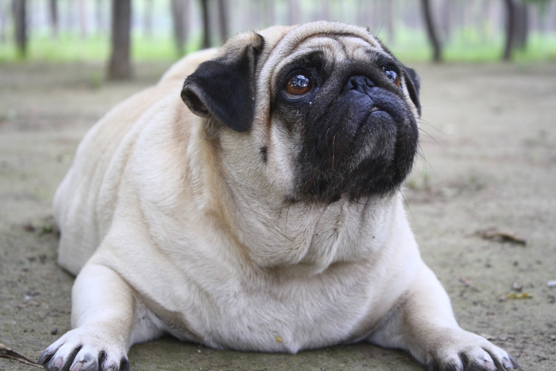 How-to-Help-Your-Overweight-Dog-Lose-Weight