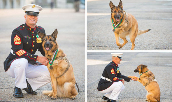Lucca Medal Award German Shepherd hero dog