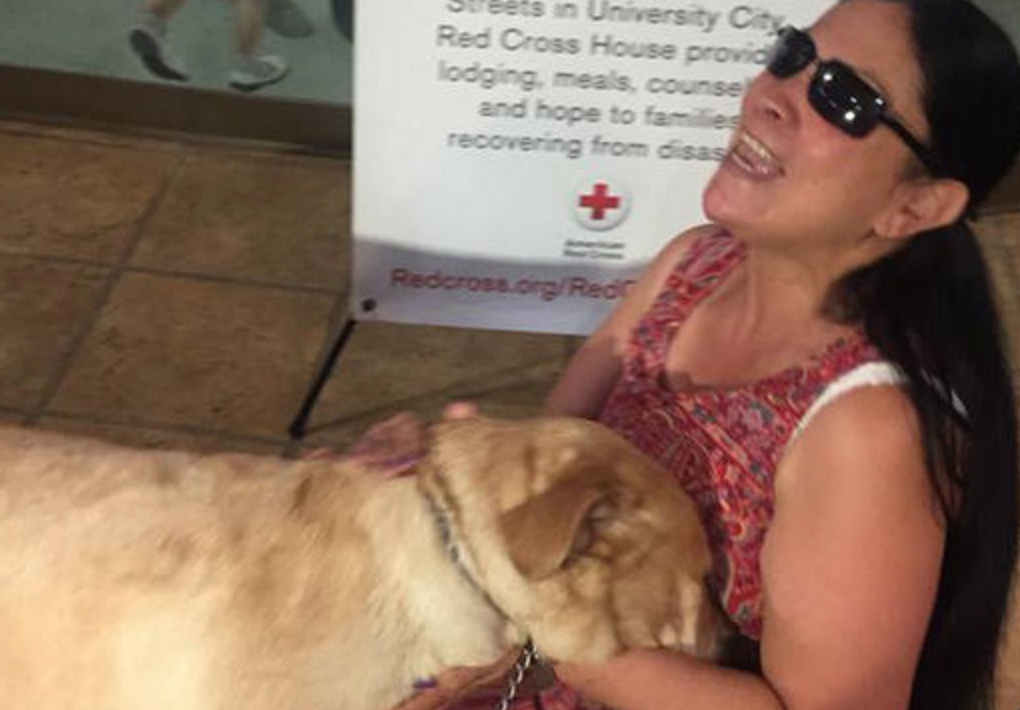 guide dog saves blind woman