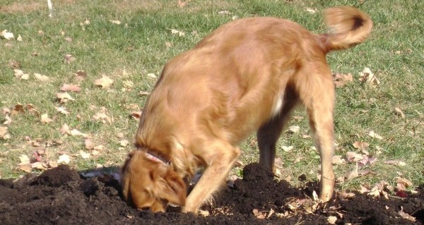 Sophie golden retriever digging
