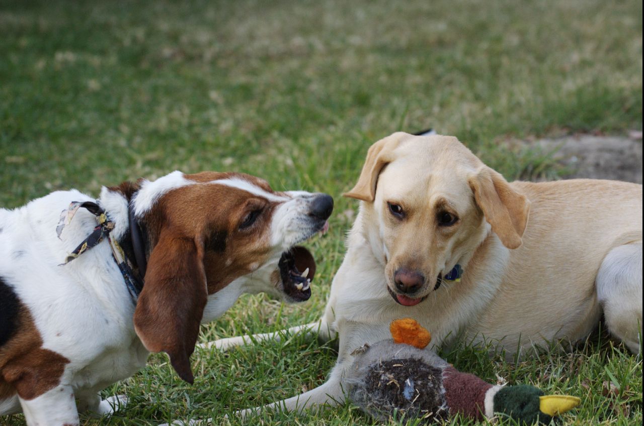 bassett hound dog bite dog golden retriever territorial over dog toy