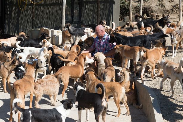 cabbie rescues 150 stray dogs