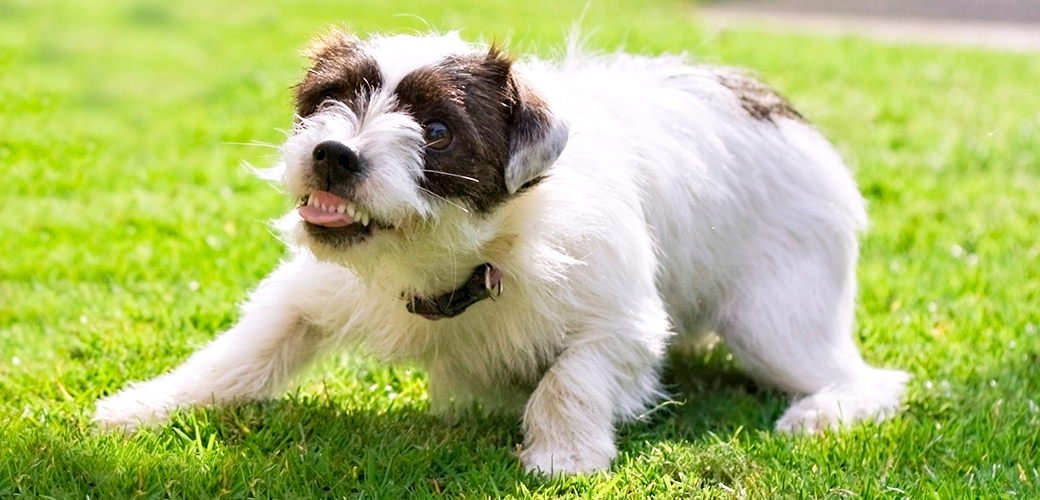 dog-care_common-dog-behavior-problems_dog-bite-prevention