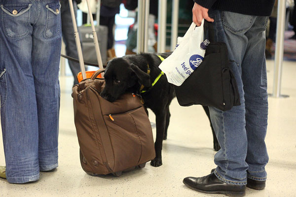 sniffer dog manchester airport