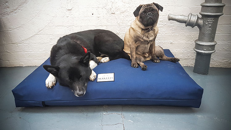 berkeley orthopaedic dog bed giveaway