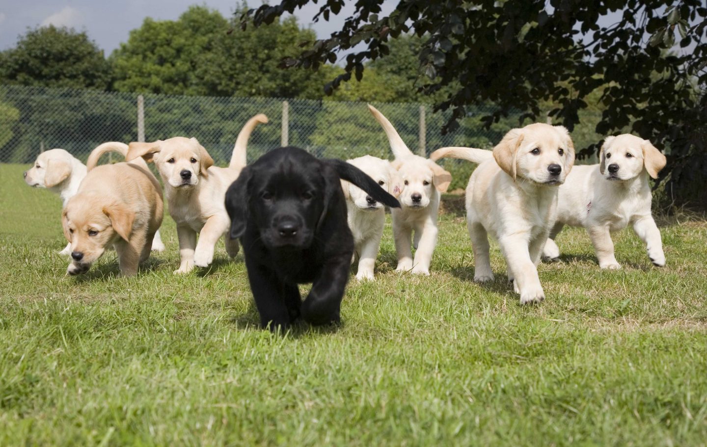 Guide store dog puppies