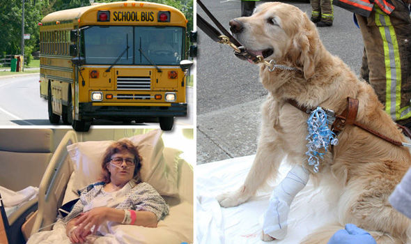 guide dog saves from school bus