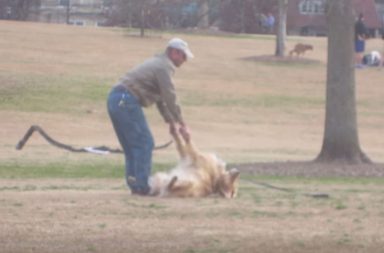 Golden Retriever doesn't want to leave park