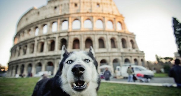 Roma cane DogBuddy