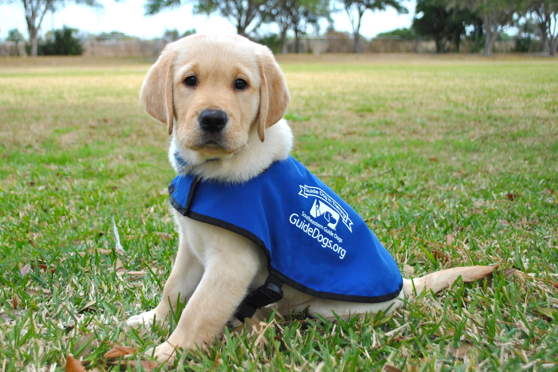 puppy guide dogs in training