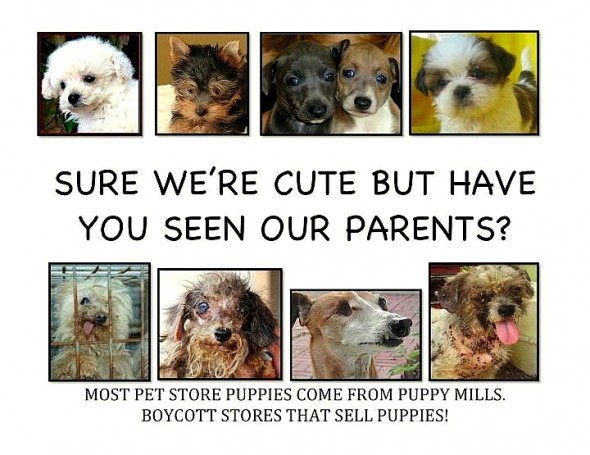 puppy mill farm dogs and parents
