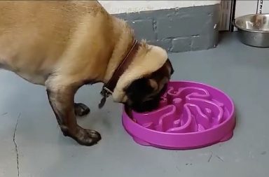 ramon the pug dog eating from the slo bowl feeder