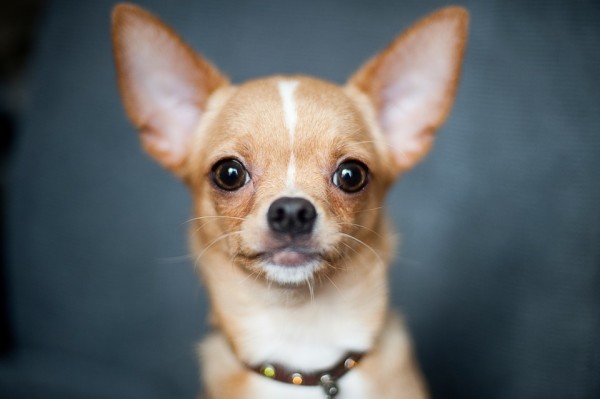 razze piccole Chihuahua