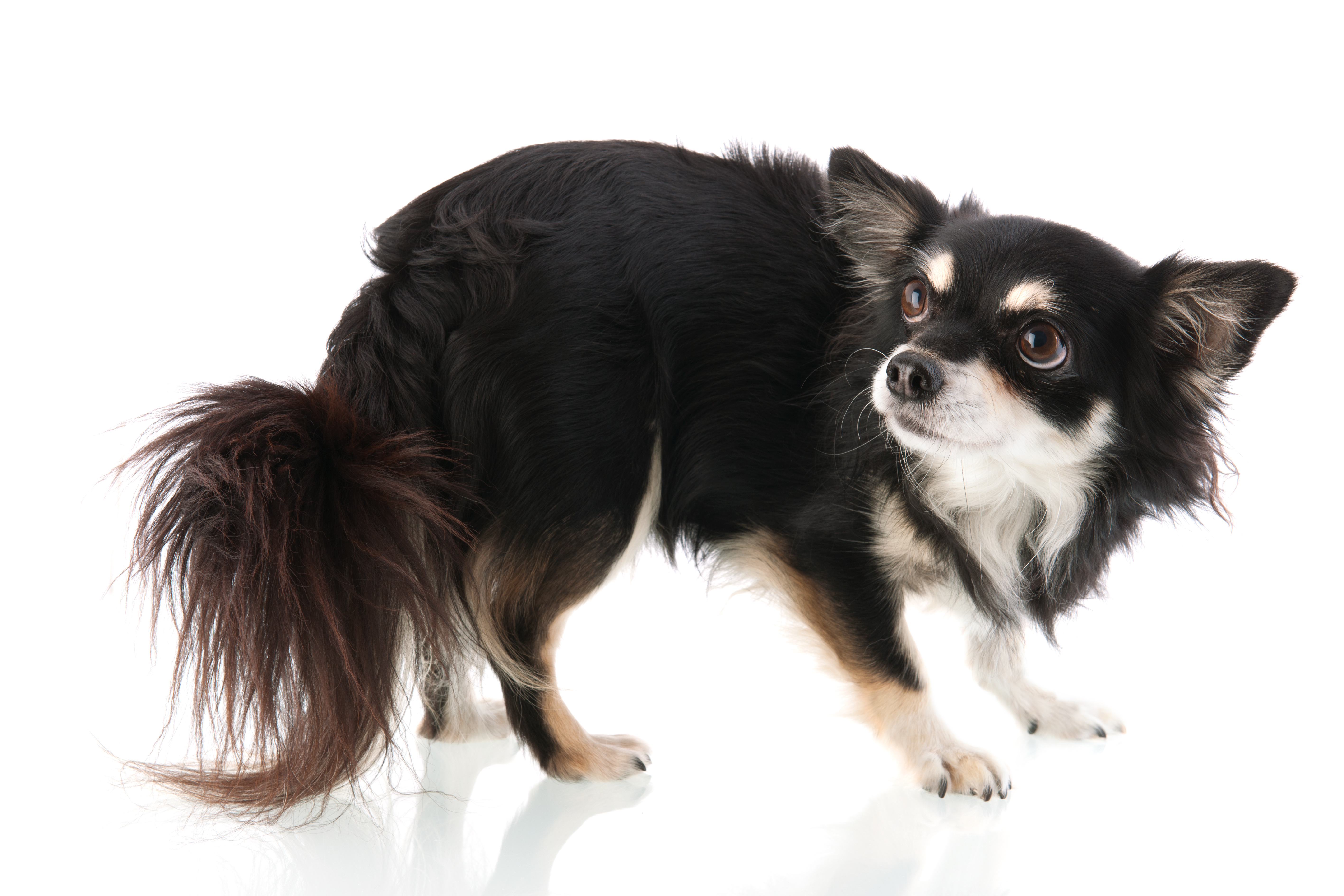 Black Chihuahua isolated over white background arched back