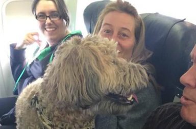 dogs rescued canada airplane