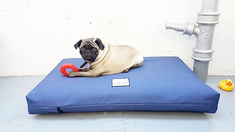 berkeley dog bed review pug dogbuddy