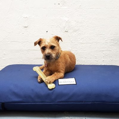 border terrier rosie berkeley dog bed review