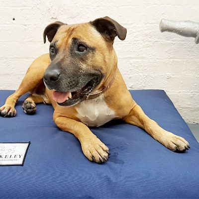 Luca the staffie berkeley dog bed review