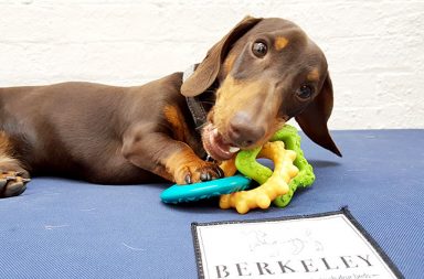 rufus the miniature dachshund berkeley dog bed review