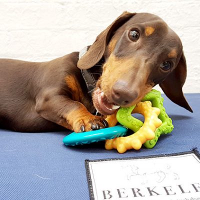 rufus the miniature dachshund berkeley dog bed review