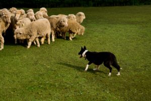 Herding dogs – there’s nothing sheepish about these dogs!