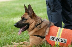 Search and rescue dogs – leaving no stone un-sniffed