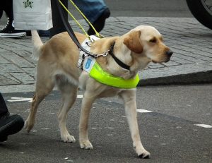 Service and assistance dogs – always looking out for others