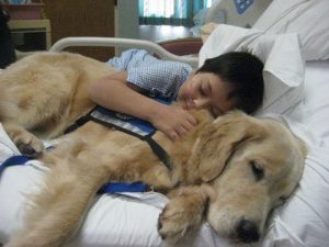 Therapy dogs – Feeling ruff?