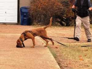 Tracking and hunting dogs – these dogs don’t half smell