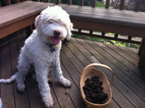 Truffle-sniffing – pooches pigging out