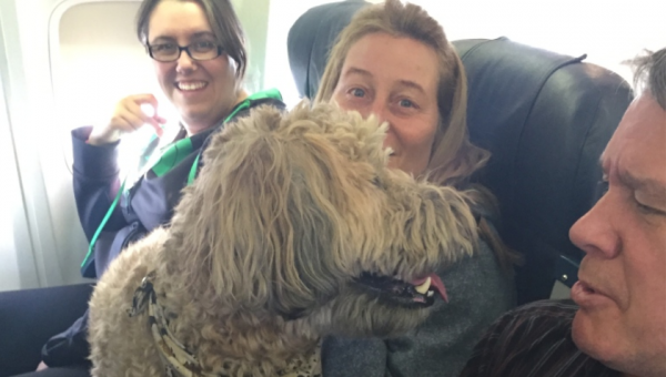 passeggeri in aereo con i cani 