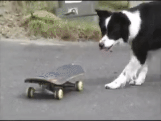 cane va con lo skateboard DogBuddy blog