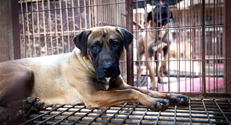 korean dog meat dog rescue