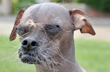 ugliest dog in the world is a hero