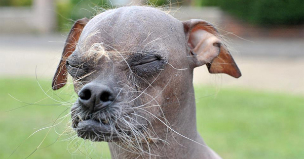 ugliest dog in the world is a hero