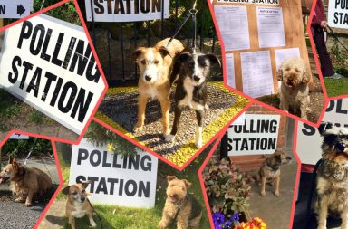 dogs at polling stations