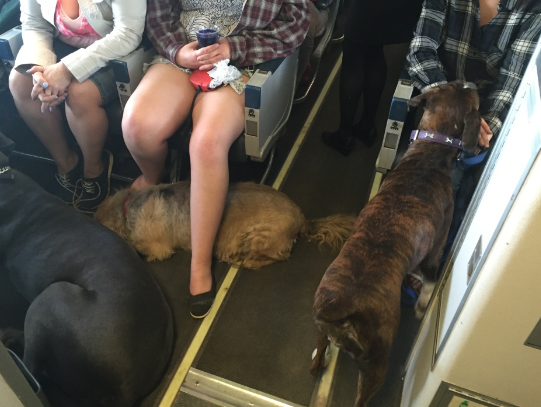 cani che hanno viaggiato in aereo in canada 