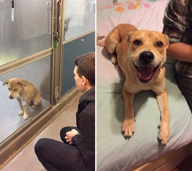 cane prima e dopo essere adottato