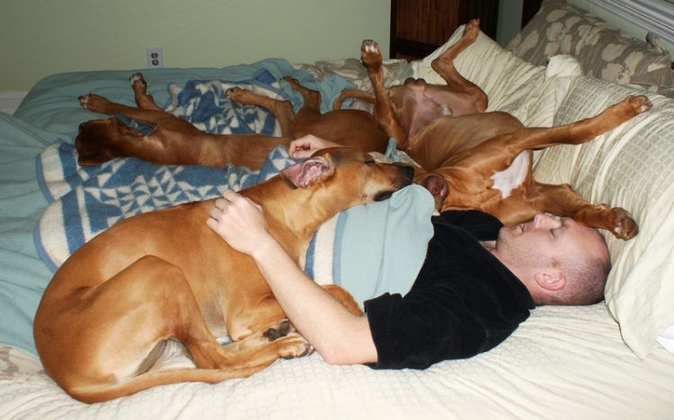 dormire nel divano con cani 