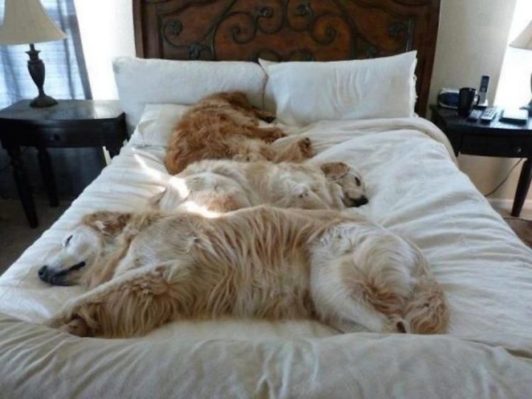cani che dormono in un letto 