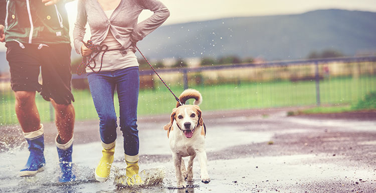dog walk puddles dogbuddy rain