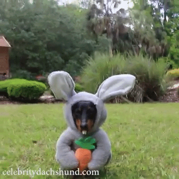 cane vestito da coniglio DogBuddy