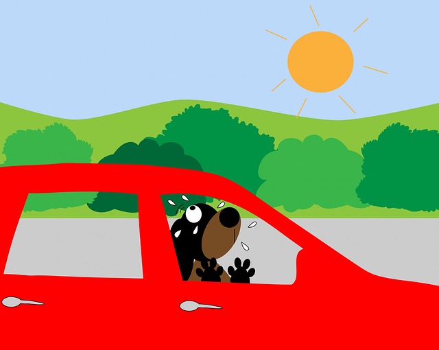 cane in macchina sotto il sole da evitare