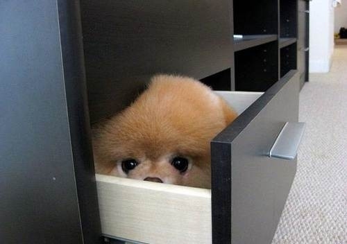 perro dentro un cajón 