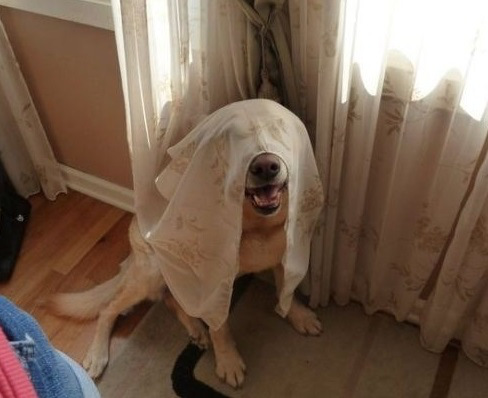 perro entre una cortina 