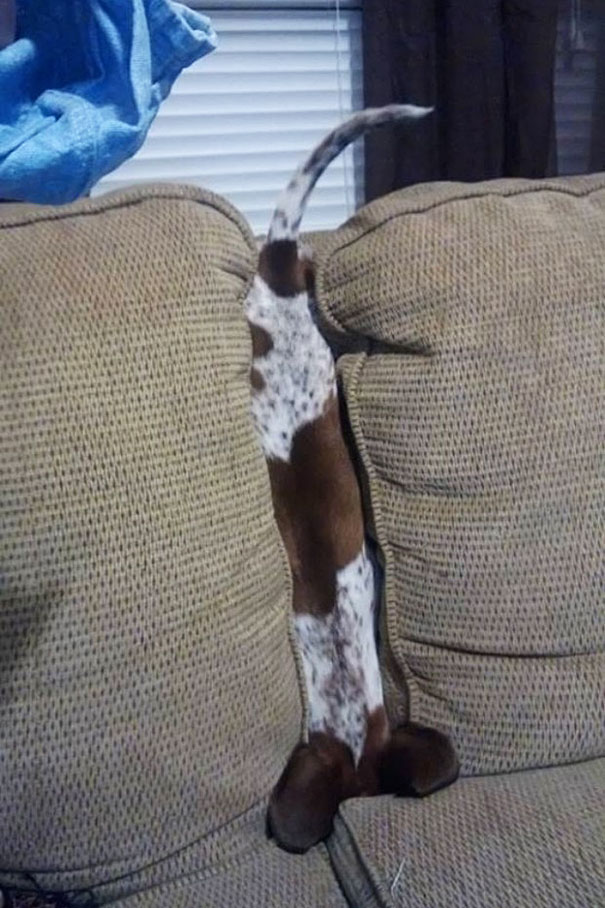 perro jugando al escondite en el sofá 