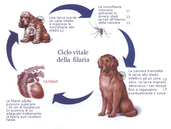 ciclo filaria nei cani